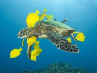 /album/fotogaleria-animales-en-peligro-de-extincion/a01tortuga-full-landscape-jpg/