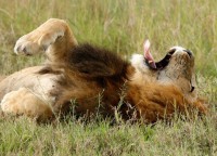 /album/fotogaleria-animales-en-peligro-de-extincion/a237cd32f31f9cd88ee99a47e0a0c4-h431-w598-m2-q90-cwelugtya-jpg/