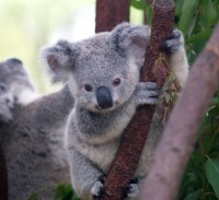 /album/fotogaleria-animales-en-peligro-de-extincion/cutest-koala-jpg/