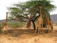 /album/fotogaleria-animales-en-peligro-de-extincion/elephant-bedroom-camp-jpg/