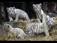 /album/fotogaleria-animales-en-peligro-de-extincion/filecdn-jpg/